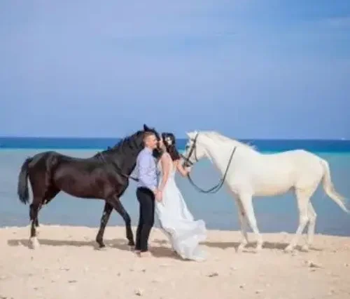 Horse riding in Hurghada - maze egypt 4