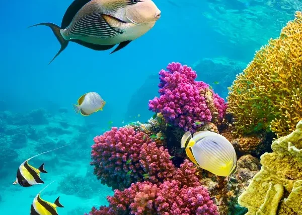 Pirate Yacht Adventure in Hurghada - maze egypt 4