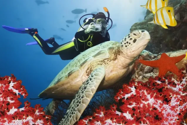 Red Sea Diving Adventure - maze egypt 1