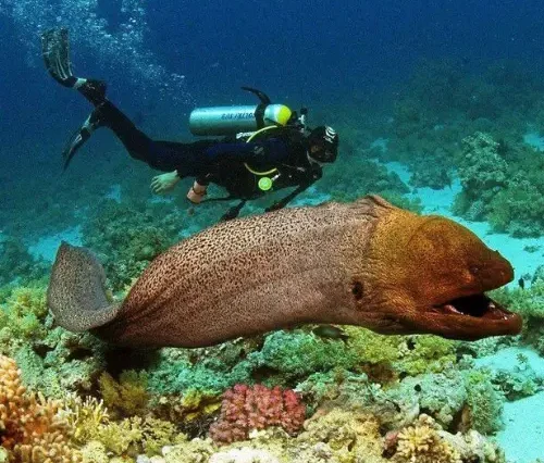 Red Sea Diving Adventure - maze egypt 2