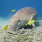 Royal Sea Scope Submarine Marsa Alam - mazeegypt 4