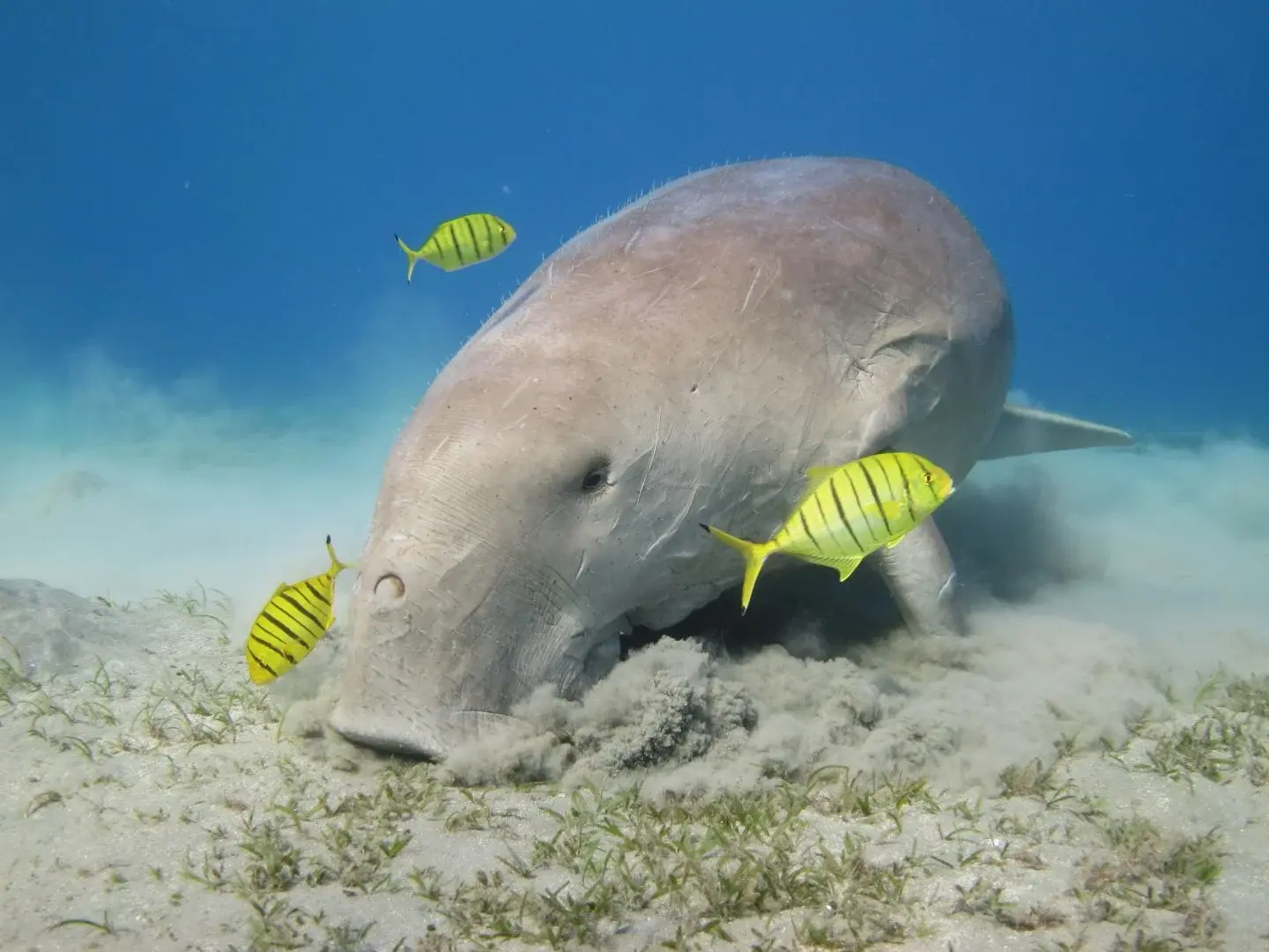 Royal Sea Scope Submarine Marsa Alam - mazeegypt 4