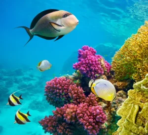 Royal Seascope Underwater Adventure - maze egypt 4