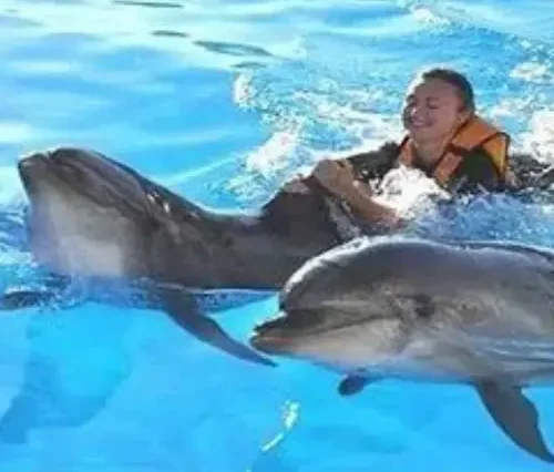Swimming in Hurghada with dolphins - Maze Egypt 3