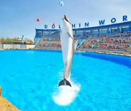 The Dolphin show in Hurghada - maze egypt 1