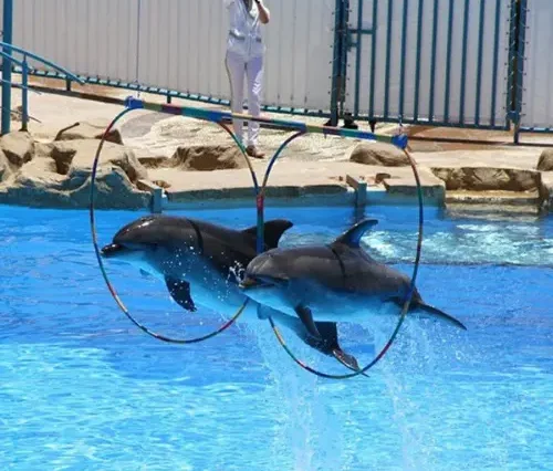 The Dolphin show in Hurghada - maze egypt 2