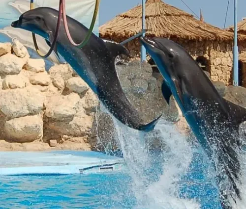 The Dolphin show in Hurghada - maze egypt 4