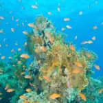 Diving Hurghada Prices - Hurghada tours and trips - maze egypt 1