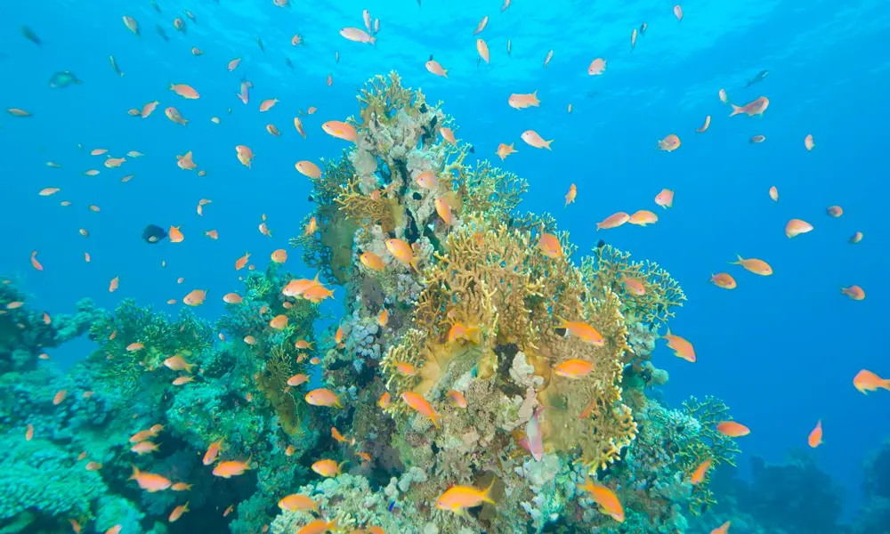 Diving Hurghada Prices - Hurghada tours and trips - maze egypt 1